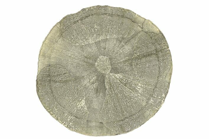 Pyrite Sun - Sparta, Illinois #180652